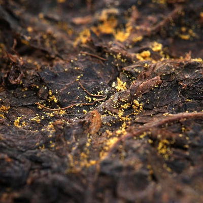 Tè a pancia piatta su misura Fiore d'oro Tè nero con artigianato tradizionale