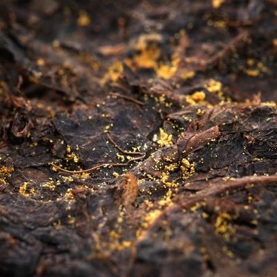 Stile Tè scuro Tè ufficiale Shaanxi Fiore d'oro Tè nero Tè personalizzato Istruzioni per la preparazione del tè da bere
